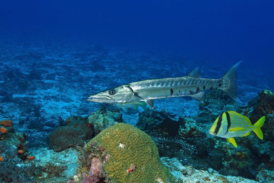 Reef off Cozumel