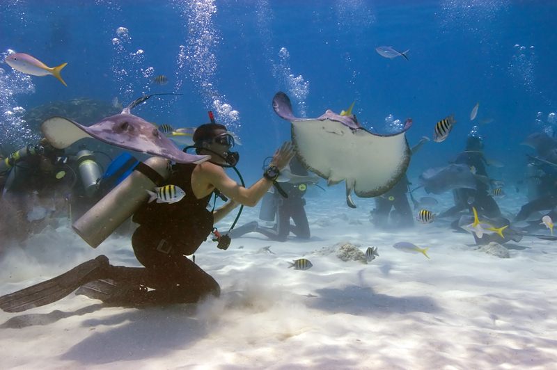 Divers with stingrays