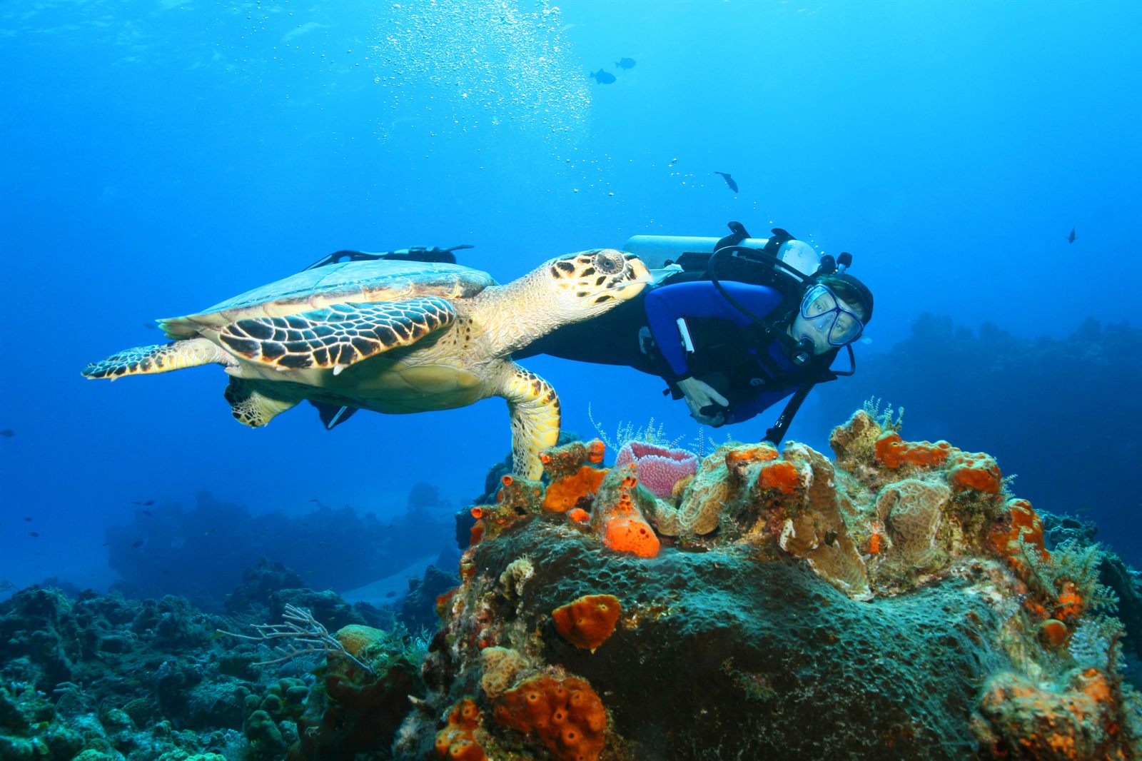 Scuba diver swimming beside a sea turtle over a coral reef in the western Caribbean